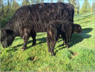 Spring Creek Eastwood