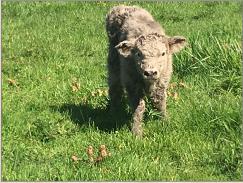 Spring Creek Easton Yvette's calf