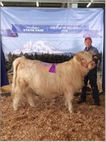 Lux - Reserve Grand Champion NWHCA 2016