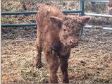 2017 New Calf